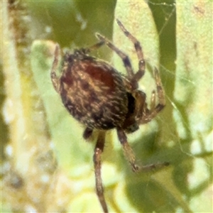 Badumna (genus) at Curtin, ACT - 25 Oct 2024 11:44 AM