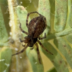 Badumna (genus) at Curtin, ACT - 25 Oct 2024 11:44 AM