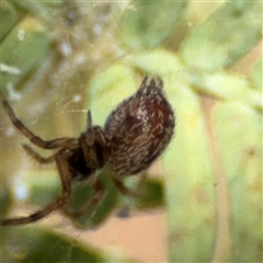 Badumna (genus) at Curtin, ACT - 25 Oct 2024 11:44 AM