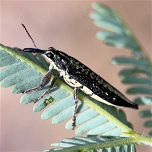 Rhinotia sp. (genus) at Curtin, ACT - 25 Oct 2024