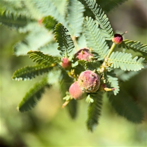 Austroacacidiplosis botrycephalae at Curtin, ACT - 25 Oct 2024