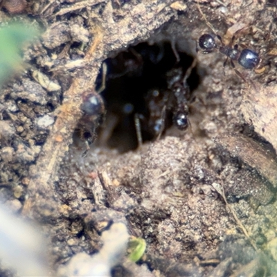 Pheidole sp. (genus) (Seed-harvesting ant) at Curtin, ACT - 25 Oct 2024 by Hejor1