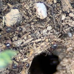 Pheidole sp. (genus) at Curtin, ACT - 25 Oct 2024