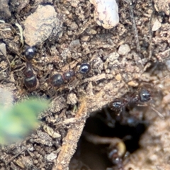 Pheidole sp. (genus) at Curtin, ACT - 25 Oct 2024 11:38 AM