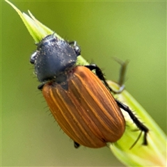 Phyllotocus rufipennis (Nectar scarab) at Curtin, ACT - 25 Oct 2024 by Hejor1