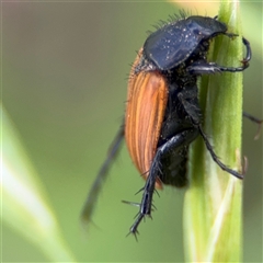 Phyllotocus rufipennis at Curtin, ACT - 25 Oct 2024