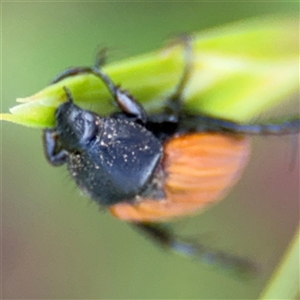 Phyllotocus rufipennis at Curtin, ACT - 25 Oct 2024