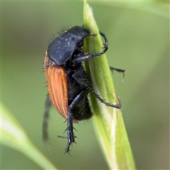 Phyllotocus rufipennis at Curtin, ACT - 25 Oct 2024