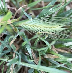 Hordeum sp. (A Barley Grass) at Curtin, ACT - 25 Oct 2024 by Hejor1