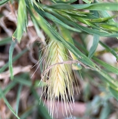 Hordeum sp. at Curtin, ACT - 25 Oct 2024