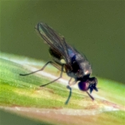 Hydrellia sp. (genus) (Lawn or Pasture Fly) at Curtin, ACT - 25 Oct 2024 by Hejor1