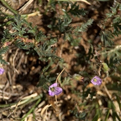 Erodium brachycarpum (Heronsbill) at Curtin, ACT - 25 Oct 2024 by Hejor1