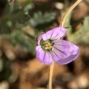 Erodium brachycarpum at Curtin, ACT - 25 Oct 2024