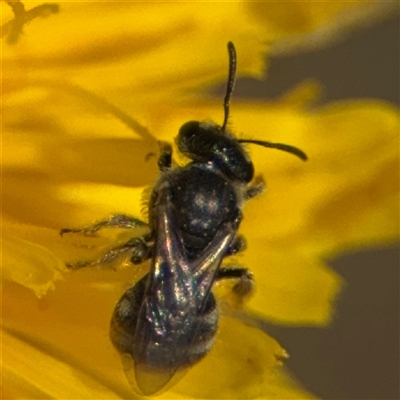 Lasioglossum (Chilalictus) sp. (genus & subgenus) (Halictid bee) at Curtin, ACT - 25 Oct 2024 by Hejor1