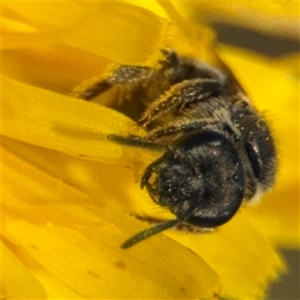 Lasioglossum (Chilalictus) sp. (genus & subgenus) at Curtin, ACT - 25 Oct 2024 11:28 AM