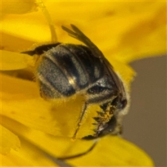 Lasioglossum (Chilalictus) sp. (genus & subgenus) at Curtin, ACT - 25 Oct 2024 11:28 AM