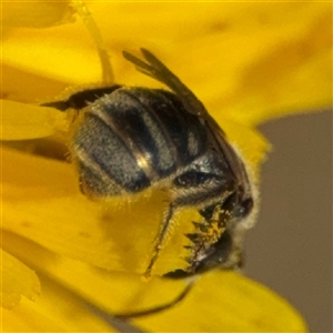 Lasioglossum (Chilalictus) sp. (genus & subgenus) at Curtin, ACT - 25 Oct 2024 11:28 AM