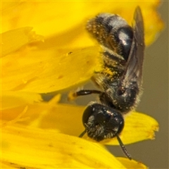 Lasioglossum (Chilalictus) sp. (genus & subgenus) at Curtin, ACT - 25 Oct 2024 11:28 AM