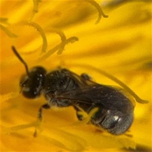 Lasioglossum (Chilalictus) sp. (genus & subgenus) at Curtin, ACT - 25 Oct 2024 11:28 AM