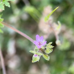 Erodium moschatum at Curtin, ACT - 25 Oct 2024