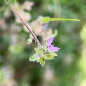 Erodium moschatum at Curtin, ACT - 25 Oct 2024