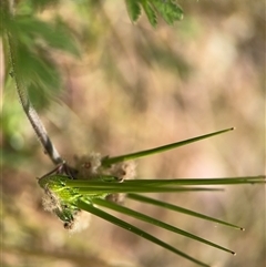 Erodium moschatum at Curtin, ACT - 25 Oct 2024