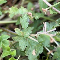 Erodium moschatum at Curtin, ACT - 25 Oct 2024