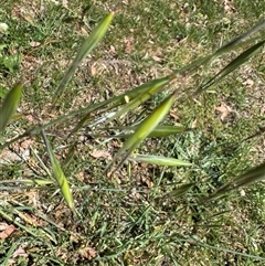 Avena sp. (Wild Oats) at Curtin, ACT - 25 Oct 2024 by Hejor1