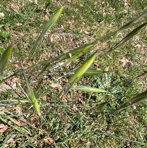 Avena sp. at Curtin, ACT - 25 Oct 2024