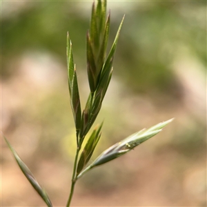 Bromus catharticus at Curtin, ACT - 25 Oct 2024