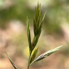 Bromus catharticus at Curtin, ACT - 25 Oct 2024 11:21 AM