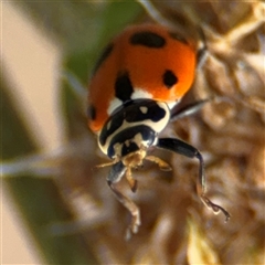 Hippodamia variegata (Spotted Amber Ladybird) at Curtin, ACT - 25 Oct 2024 by Hejor1