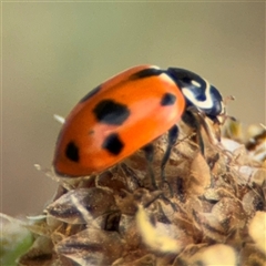 Hippodamia variegata at Curtin, ACT - 25 Oct 2024