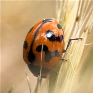 Coccinella transversalis at Curtin, ACT - 25 Oct 2024 01:16 PM