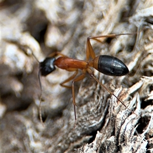 Camponotus consobrinus at Curtin, ACT - 25 Oct 2024 01:53 PM