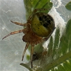 Araneus albotriangulus (White-triangle orb weaver) at Curtin, ACT - 25 Oct 2024 by Hejor1