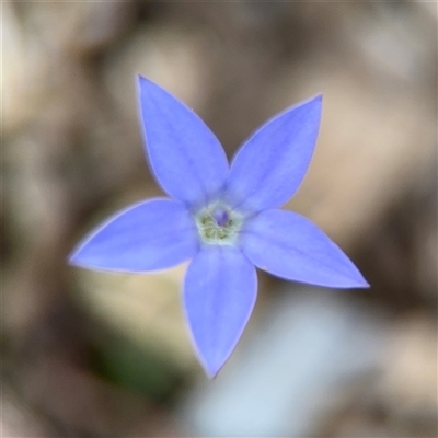 Wahlenbergia capillaris (Tufted Bluebell) at Curtin, ACT - 25 Oct 2024 by Hejor1