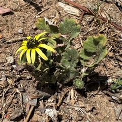 Arctotheca calendula (Capeweed, Cape Dandelion) at Curtin, ACT - 25 Oct 2024 by Hejor1