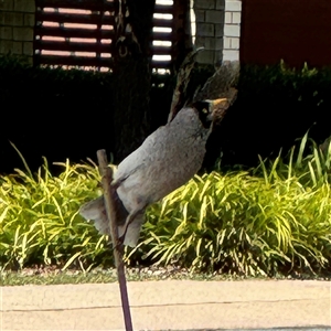 Manorina melanocephala at Curtin, ACT - 25 Oct 2024