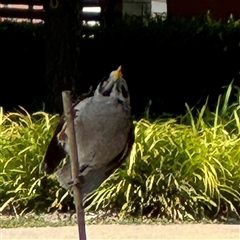 Manorina melanocephala at Curtin, ACT - 25 Oct 2024