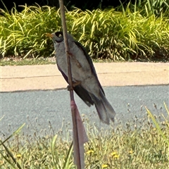 Manorina melanocephala at Curtin, ACT - 25 Oct 2024