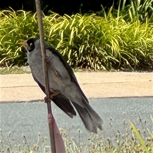 Manorina melanocephala at Curtin, ACT - 25 Oct 2024