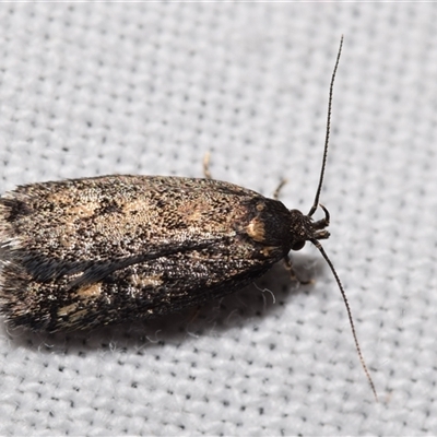 Barea (genus) (A concealer moth) at Jerrabomberra, NSW - 25 Oct 2024 by DianneClarke