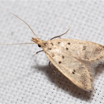 Atheropla decaspila (A concealer moth) at Jerrabomberra, NSW - 25 Oct 2024 by DianneClarke