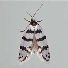 Lepidoscia cataphracta (A Case moth) at Jerrabomberra, NSW - 25 Oct 2024 by DianneClarke