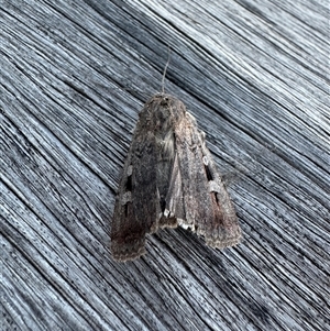 Agrotis infusa at Acton, ACT - 26 Oct 2024 06:19 AM
