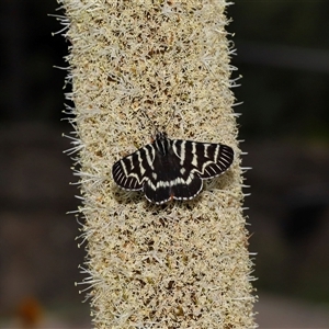 Comocrus behri at Acton, ACT - 25 Oct 2024 01:36 PM