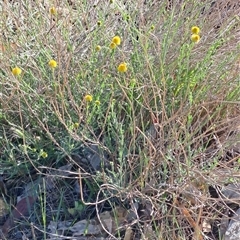 Calotis lappulacea (Yellow Burr Daisy) at Fadden, ACT - 26 Oct 2024 by LPadg