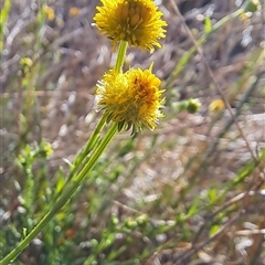 Calotis lappulacea at Fadden, ACT - 26 Oct 2024 07:59 AM