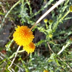 Calotis lappulacea at Fadden, ACT - 26 Oct 2024 07:59 AM